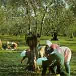 Olive Picking