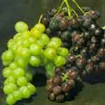 Grapes