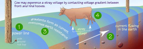 Voltage gradients in the earth cause stray voltage.